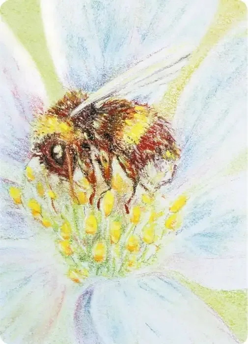 Postcards Kapitein Kalk - Bumblebee