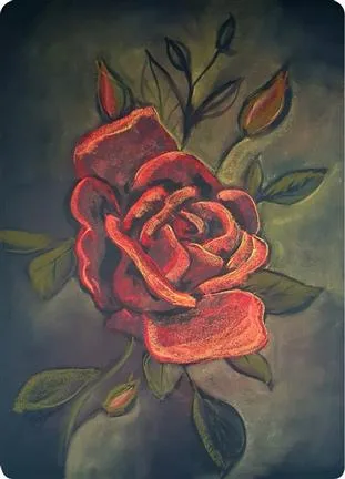 Postcards Kapitein Kalk - Rose