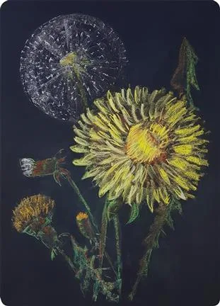 Chalkboard Art Poster - Dandelion