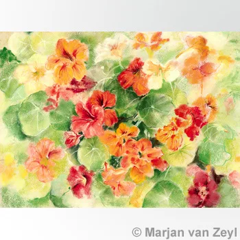Marjan van Zeyl atvirukai - Margaspalvė nasturtė