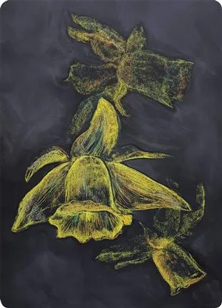Postcards Kapitein Kalk - Daffodil
